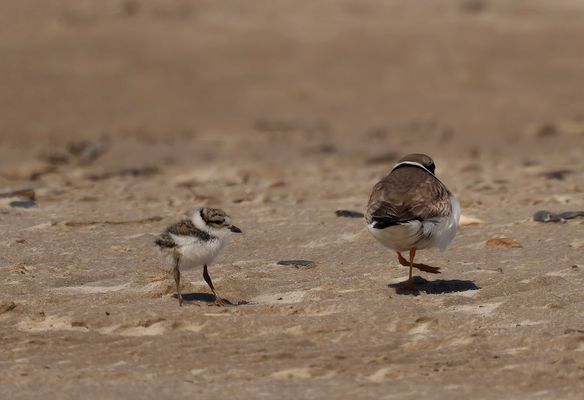 ...... komm, wir gehen in den Schatten ......