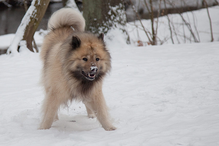 Komm, wir machen eine Schneeballschlacht!