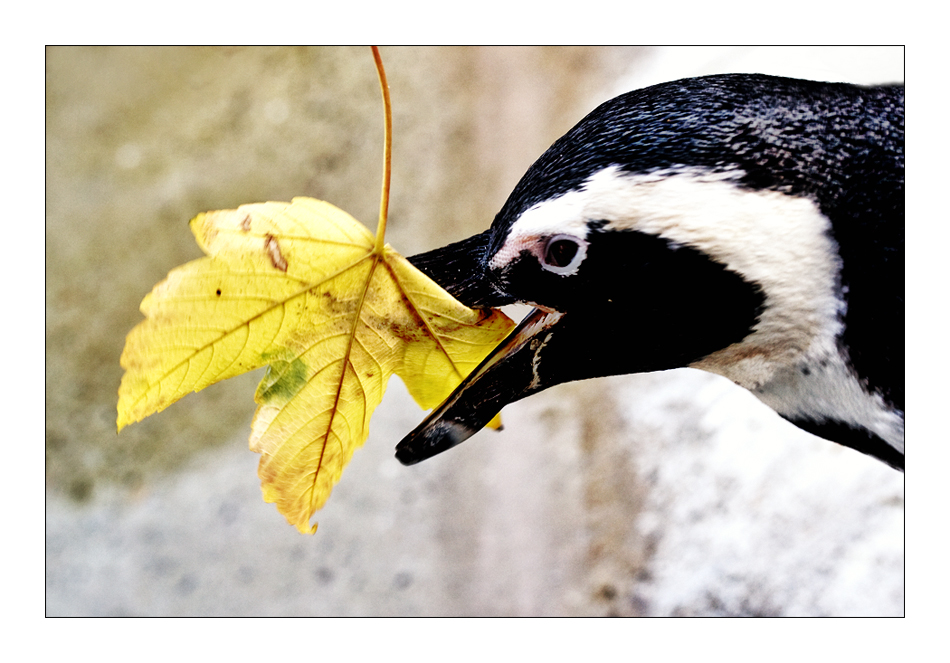 komm wir schnappen uns den Herbst