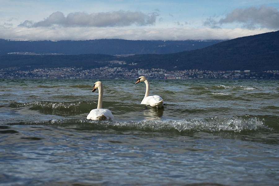 Komm Wir Schwimmen Nach Neuchatel