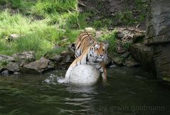 Komm, wir spielen Ball