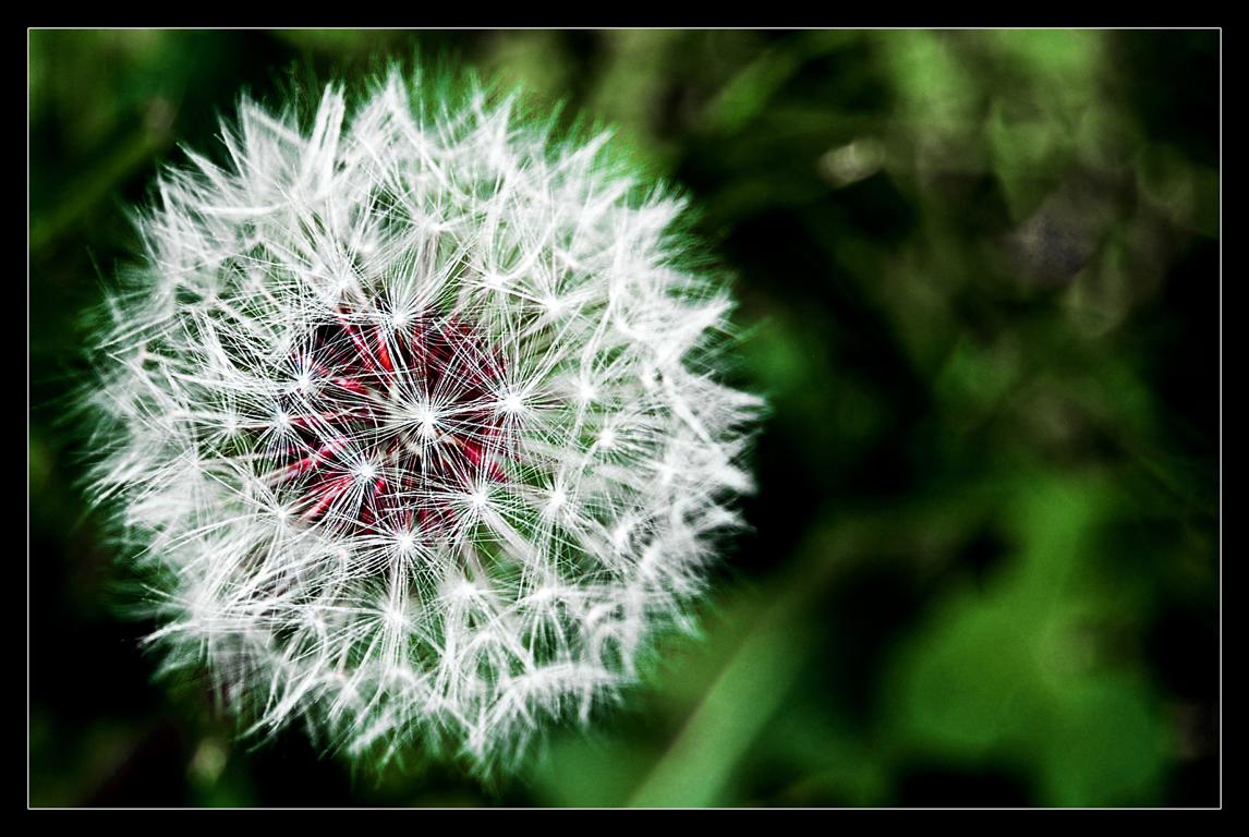 Komm wir spielen Pusteblume und fliegen um die Welt