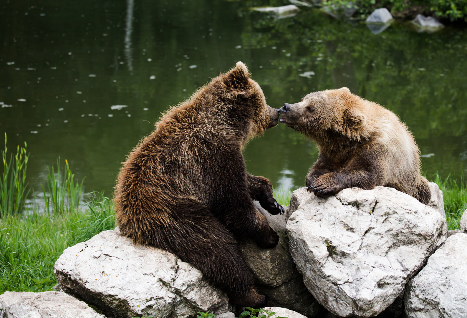 Bilder uns vertragen wir wieder Paulchen und