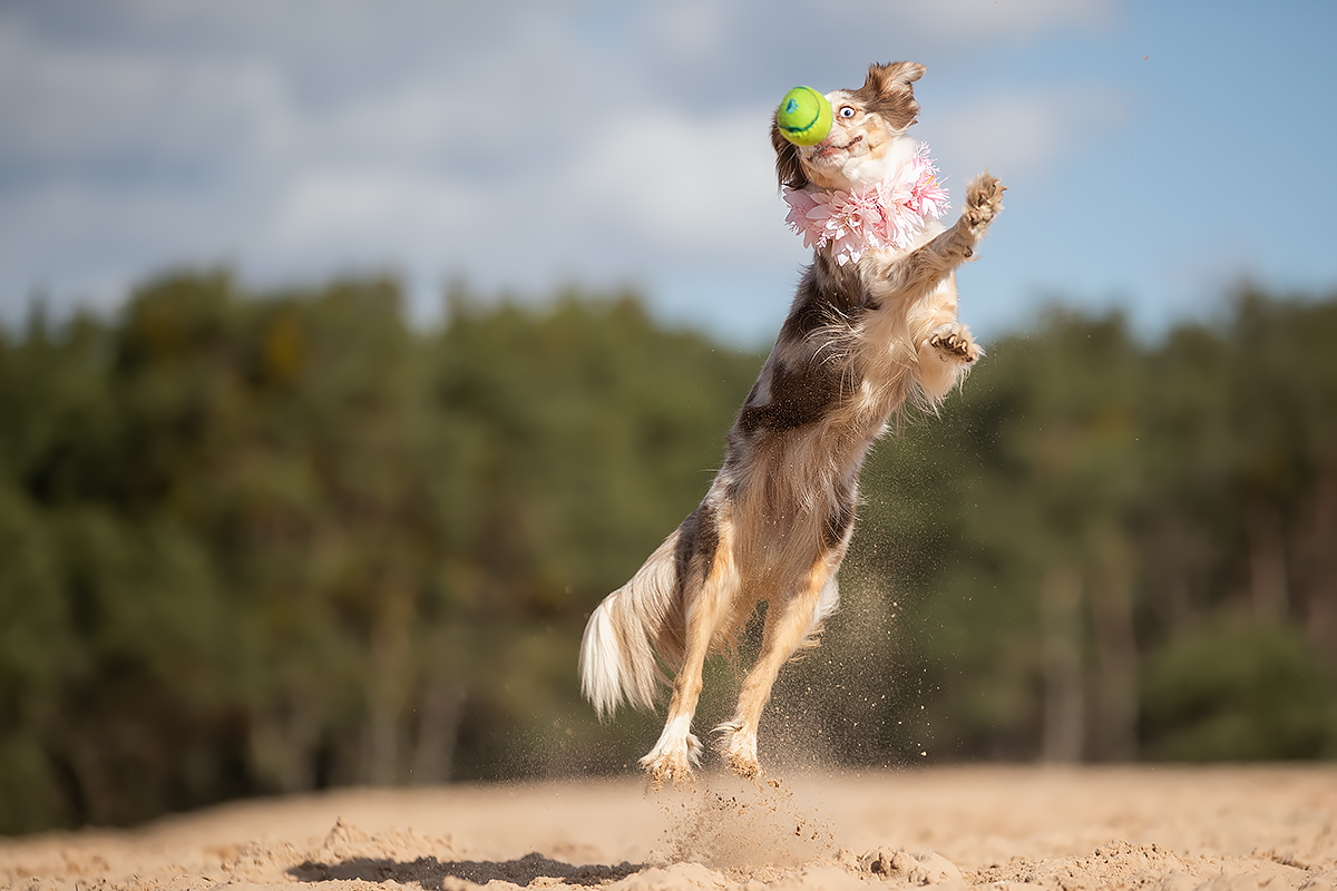 Komm zu mir, du süßer Ball 