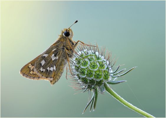 Komma-Dickkopffalter