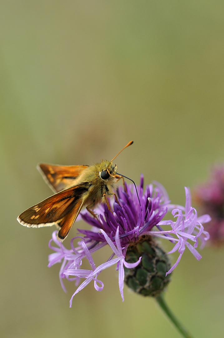 Komma-Dickkopffalter (Hersperia comma); Nr. 2