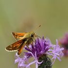 Komma-Dickkopffalter (Hersperia comma); Nr. 2