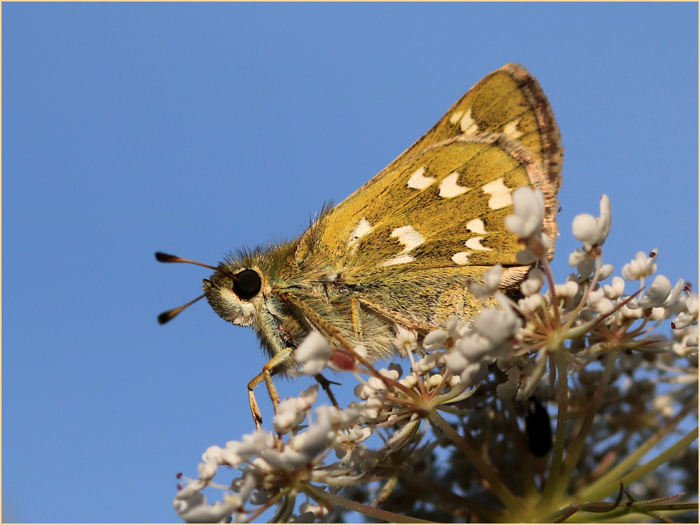 Komma-Dickkopffalter (Hesperia comma).