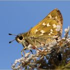 Komma-Dickkopffalter (Hesperia comma).