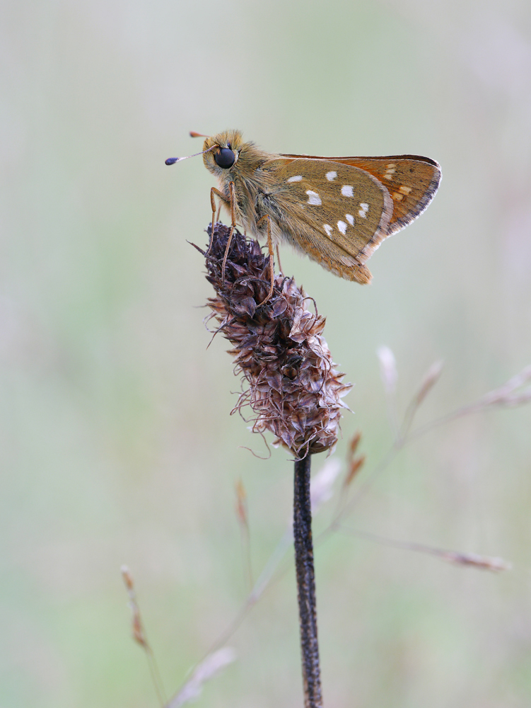 Komma-Dickkopffalter (Hesperia comma)  