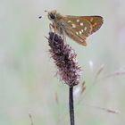 Komma-Dickkopffalter (Hesperia comma)  