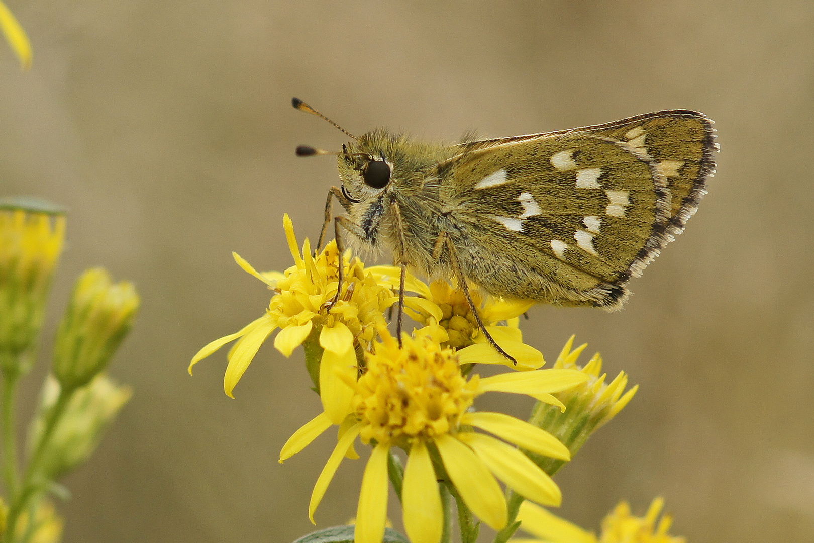 Komma-Dickkopffalter (Hesperia comma)