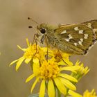 Komma-Dickkopffalter (Hesperia comma)