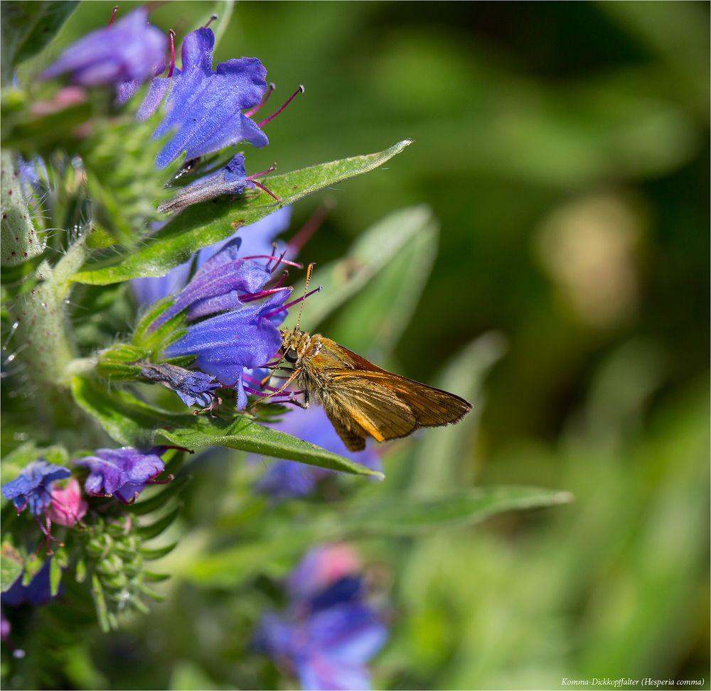 Komma-Dickkopffalter (Hesperia comma)