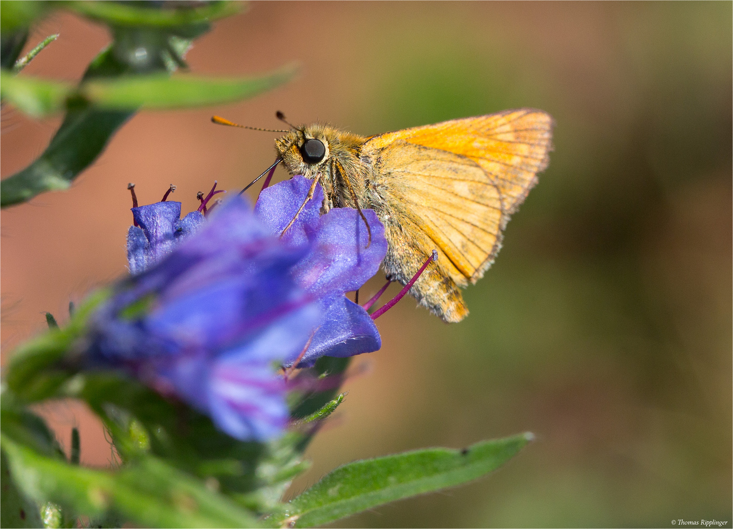 Komma-Dickkopffalter (Hesperia comma) ......