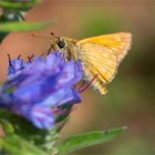 Komma-Dickkopffalter (Hesperia comma) ......