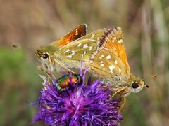 Komma-Dickkopffalter (Hesperia comma)