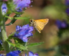 Komma-Dickkopffalter (Hesperia comma) ...