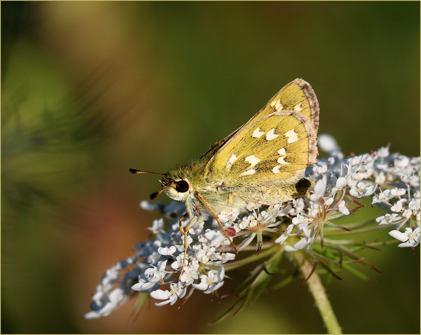 Komma-Dickkopffalter (Hesperia comma).