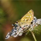 Komma-Dickkopffalter (Hesperia comma).