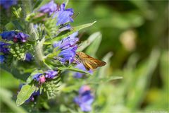 Komma-Dickkopffalter (Hesperia comma) .