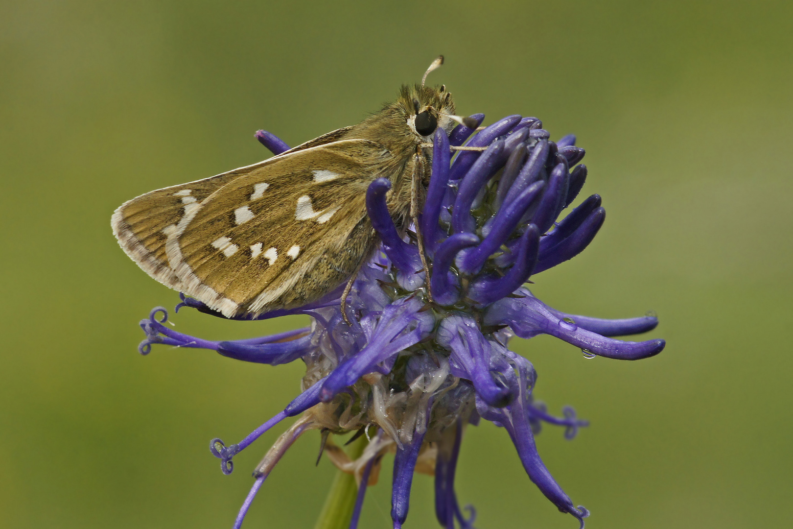 Komma-Dickkopffalter (Hesperia comma)