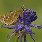 Komma-Dickkopffalter (Hesperia comma)