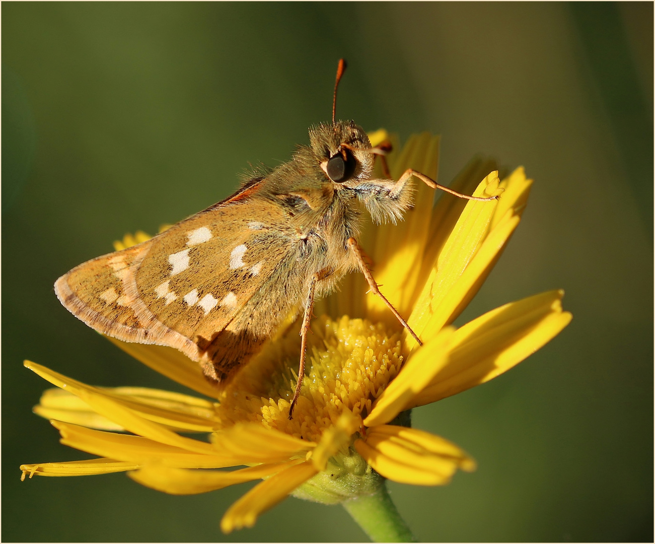 Komma-Dickkopffalter (Hesperia comma).