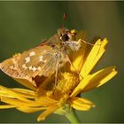 Komma-Dickkopffalter (Hesperia comma).