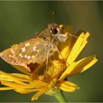 Komma-Dickkopffalter (Hesperia comma).