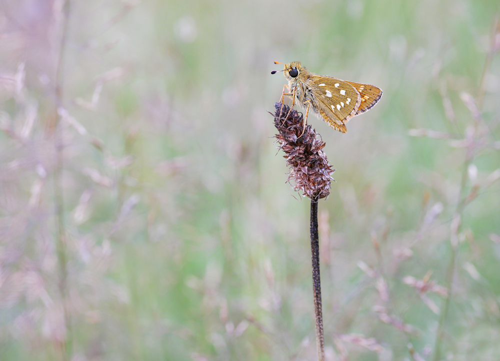 Komma-Dickkopffalter (Hesperia comma)