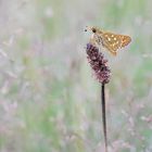 Komma-Dickkopffalter (Hesperia comma)