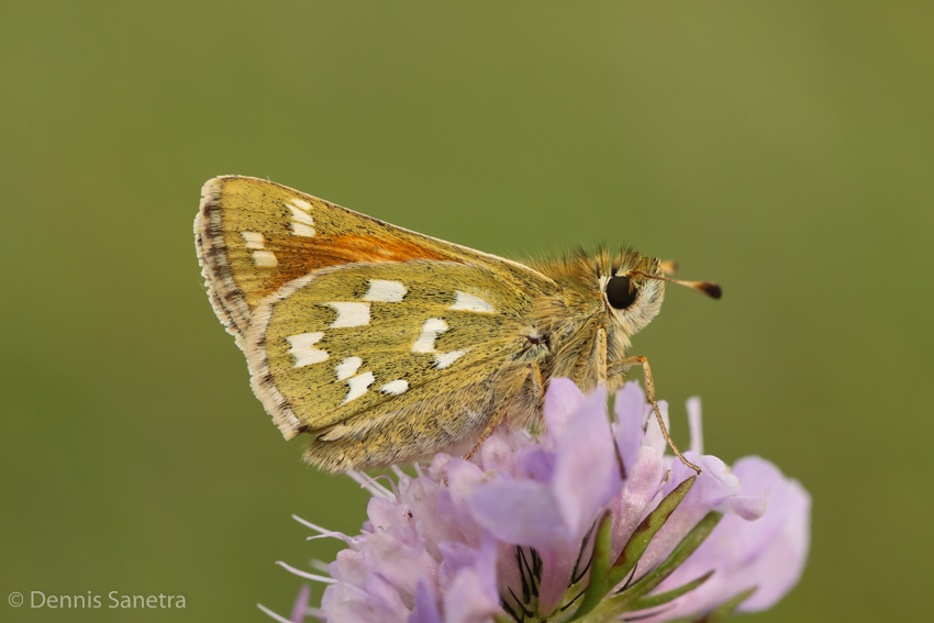 Komma-Dickkopffalter (Hesperia comma)