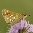 Komma-Dickkopffalter (Hesperia comma)