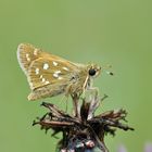 Komma-Dickkopffalter (Hesperia comma)