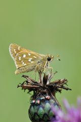 Komma-Dickkopffalter (Hesperia comma)