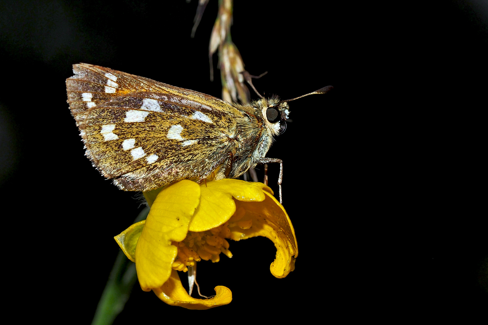 Komma-Dickkopffalter (Hesperia comma) - La Virgule, Le Comma.