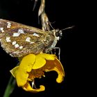 Komma-Dickkopffalter (Hesperia comma) - La Virgule, Le Comma.