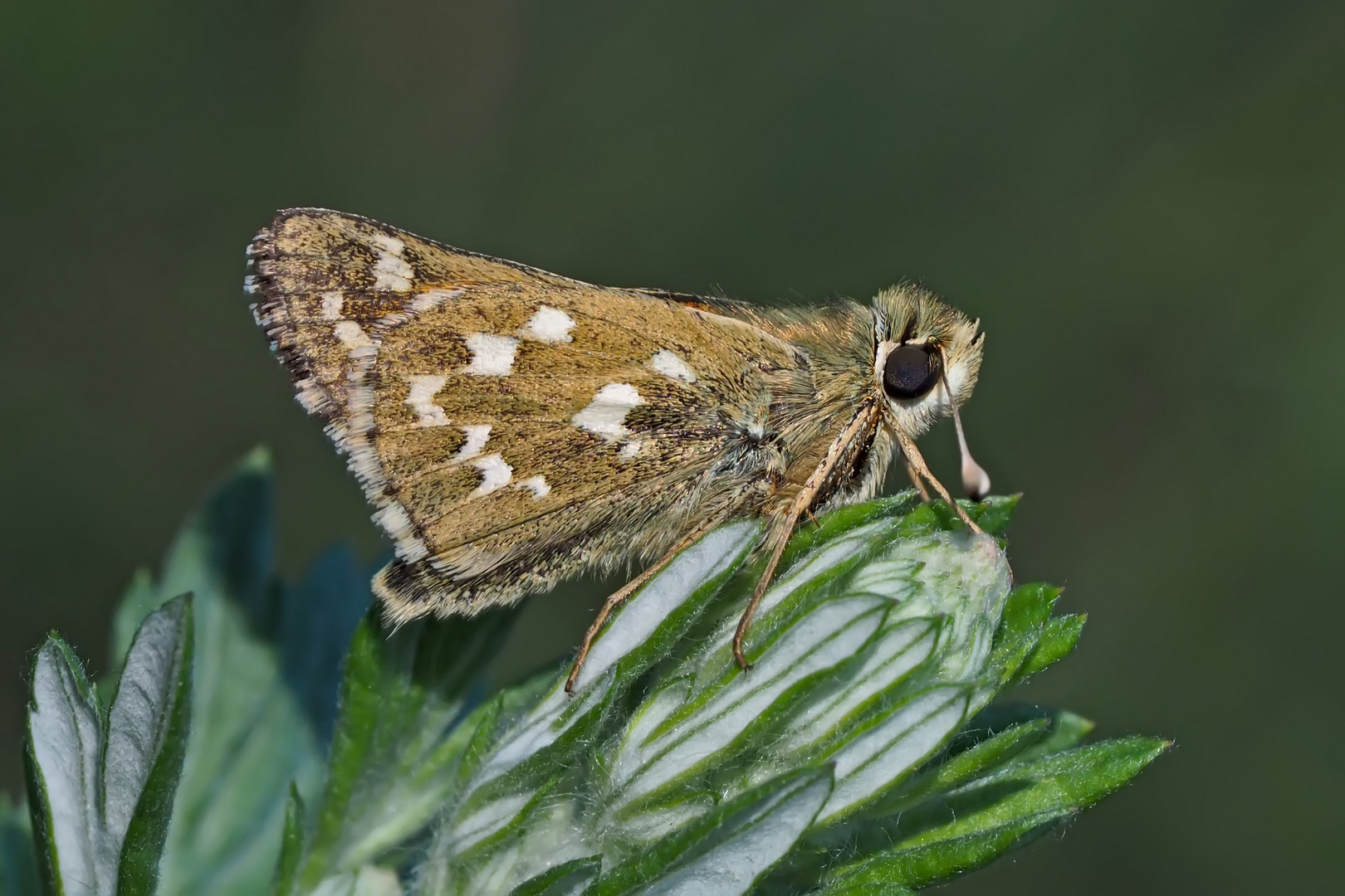 Komma-Dickkopffalter (Hesperia comma) - La Virgule, Le Comma.