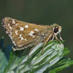 Komma-Dickkopffalter (Hesperia comma) - La Virgule, Le Comma.