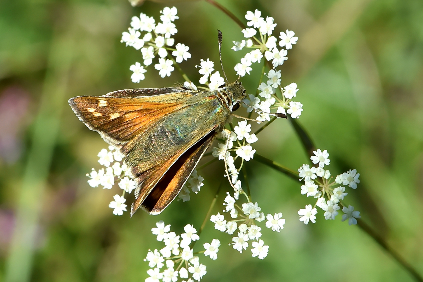 Komma-Dickkopffalter (Hesperia comma) Männchen