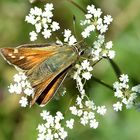 Komma-Dickkopffalter (Hesperia comma) Männchen