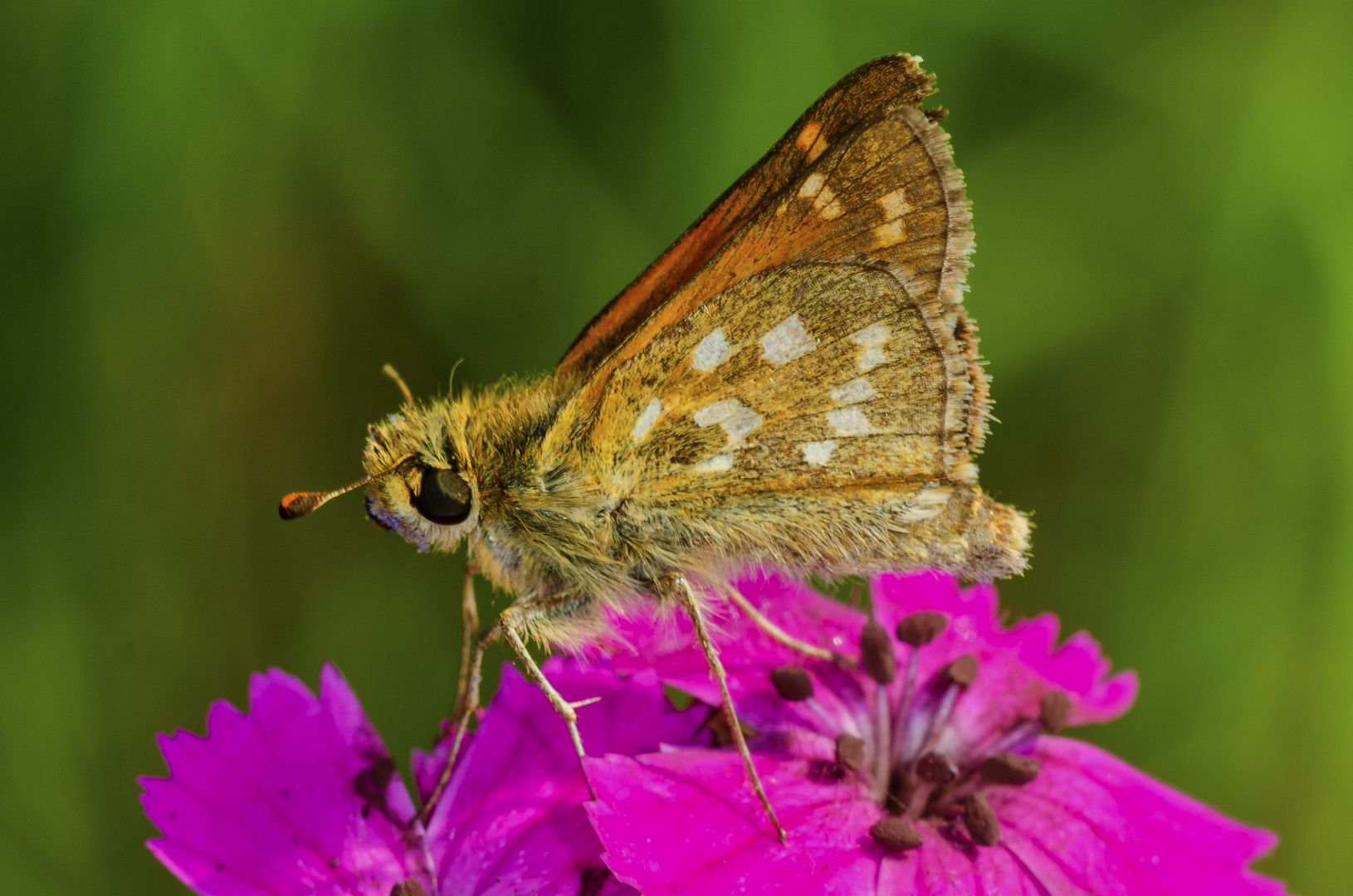 Komma-Falter (Hesperia comma)