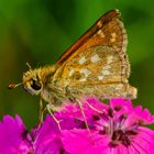 Komma-Falter (Hesperia comma)