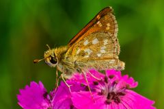 Komma-Falter (Hesperia comma)