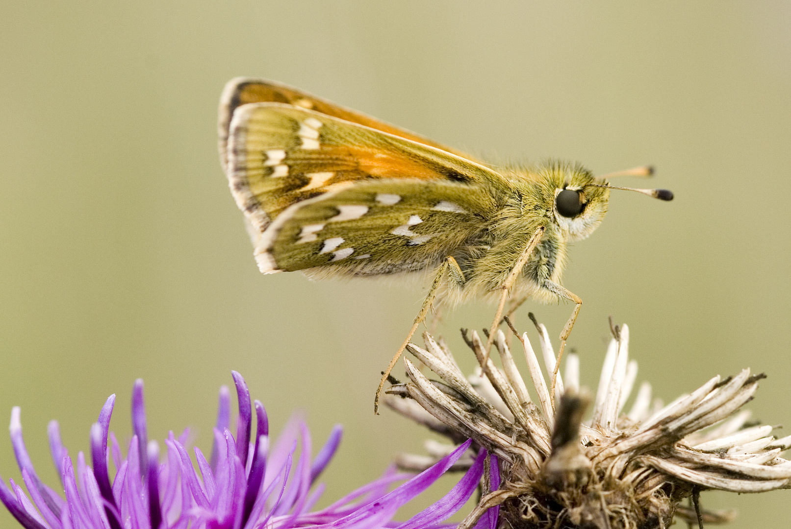 Komma-Falter (Hesperia comma)