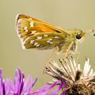 Komma-Falter (Hesperia comma)