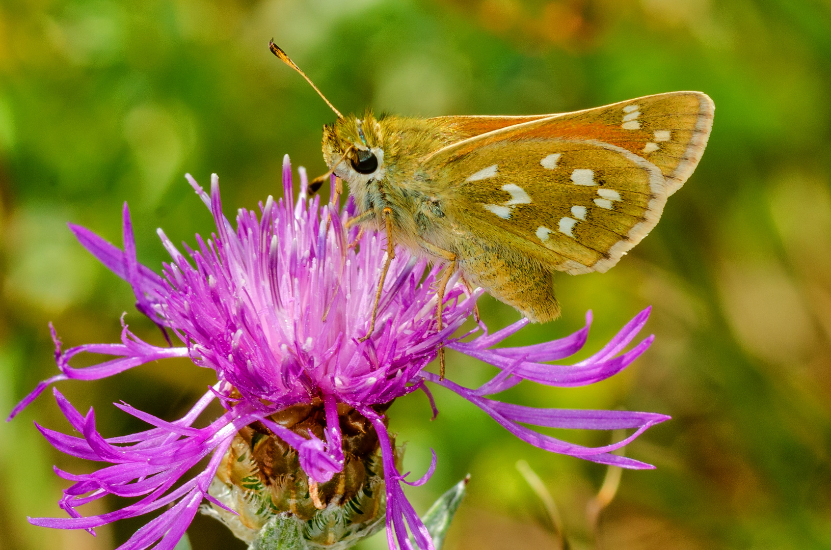 Komma-Falter (Hesperia comma)