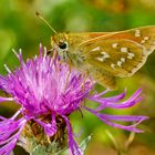 Komma-Falter (Hesperia comma)