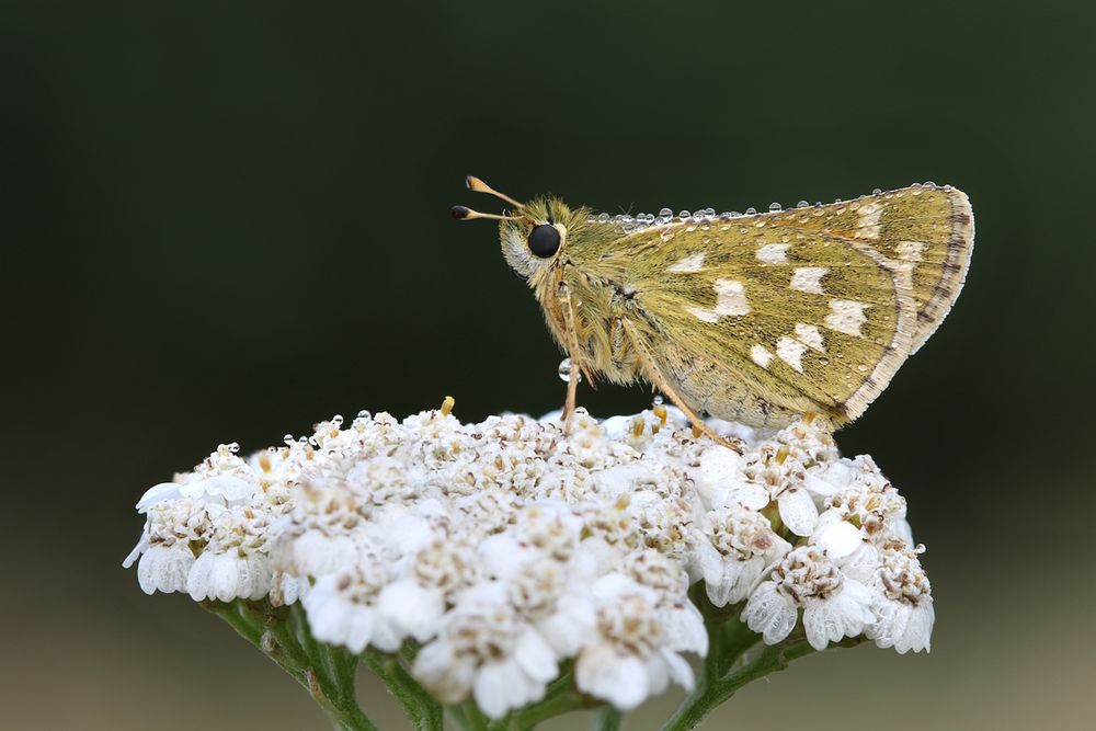 Komma-Falter (Hesperia comma)